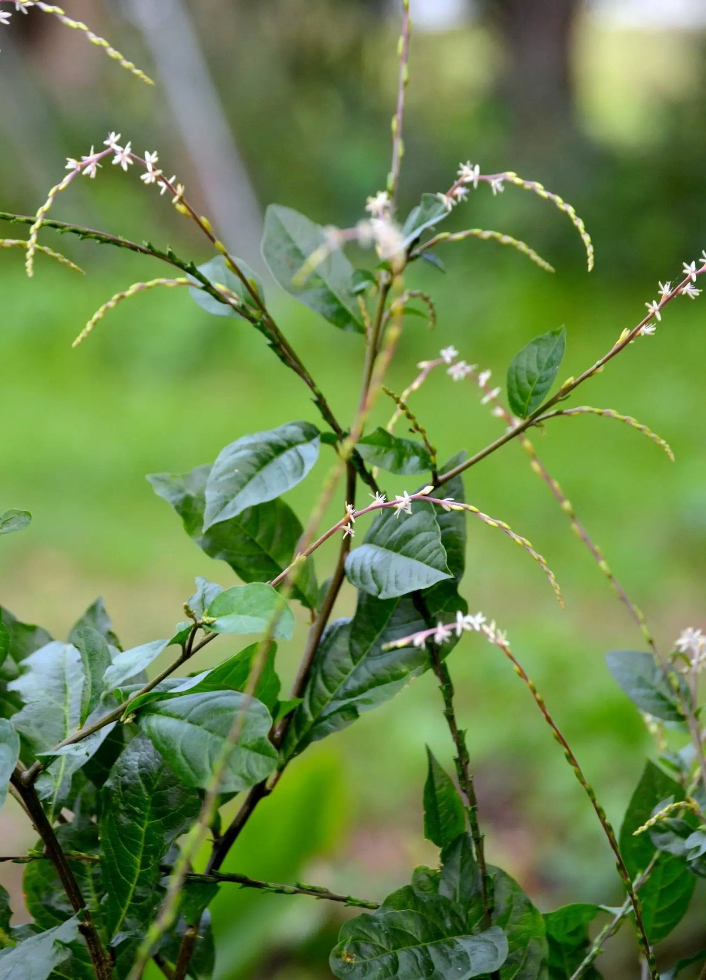 Anamu Plant (Petiveria alliacea) - Tampa Home & Garden Store
