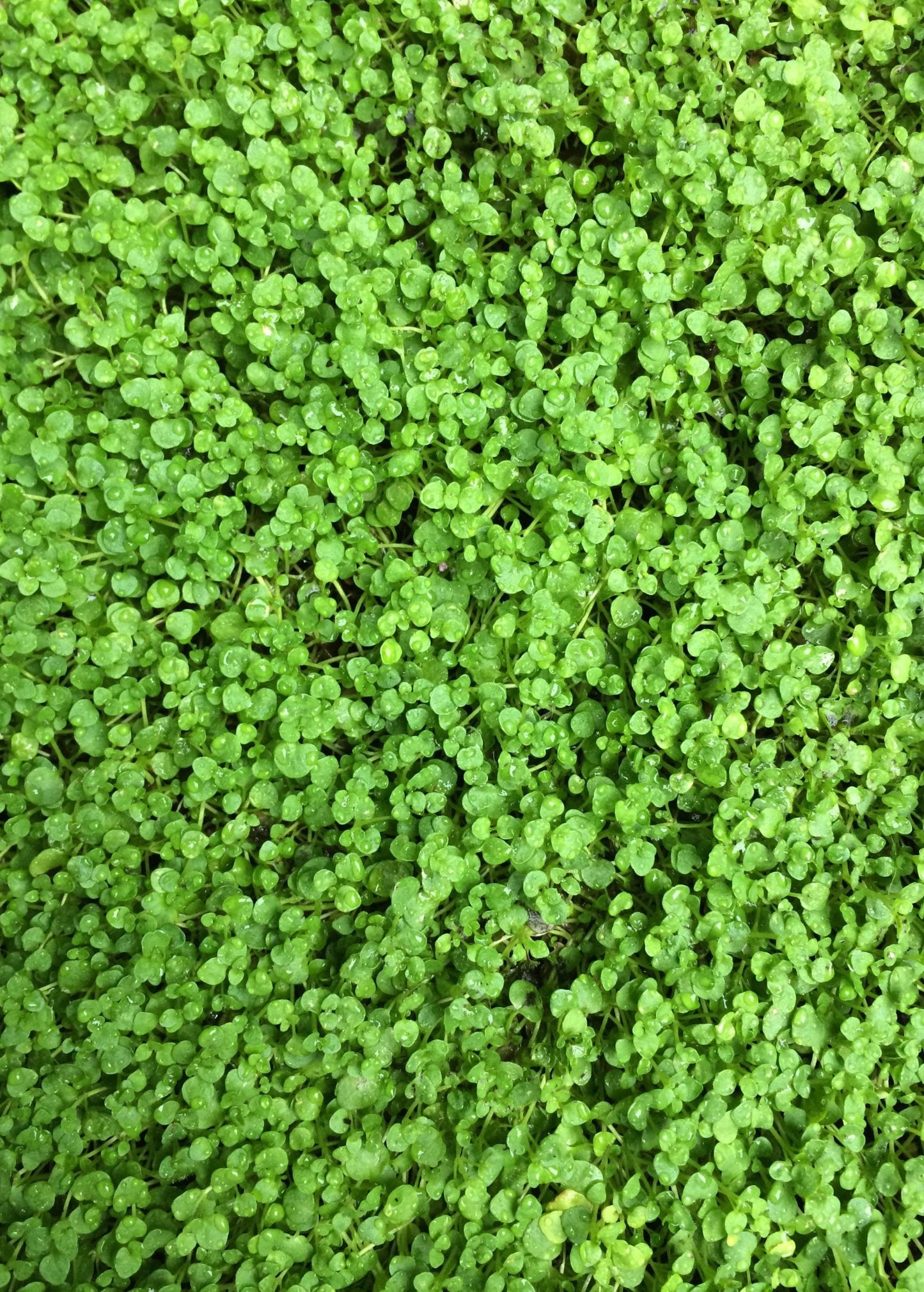 Corsican Mint Plant (Mentha requienii)