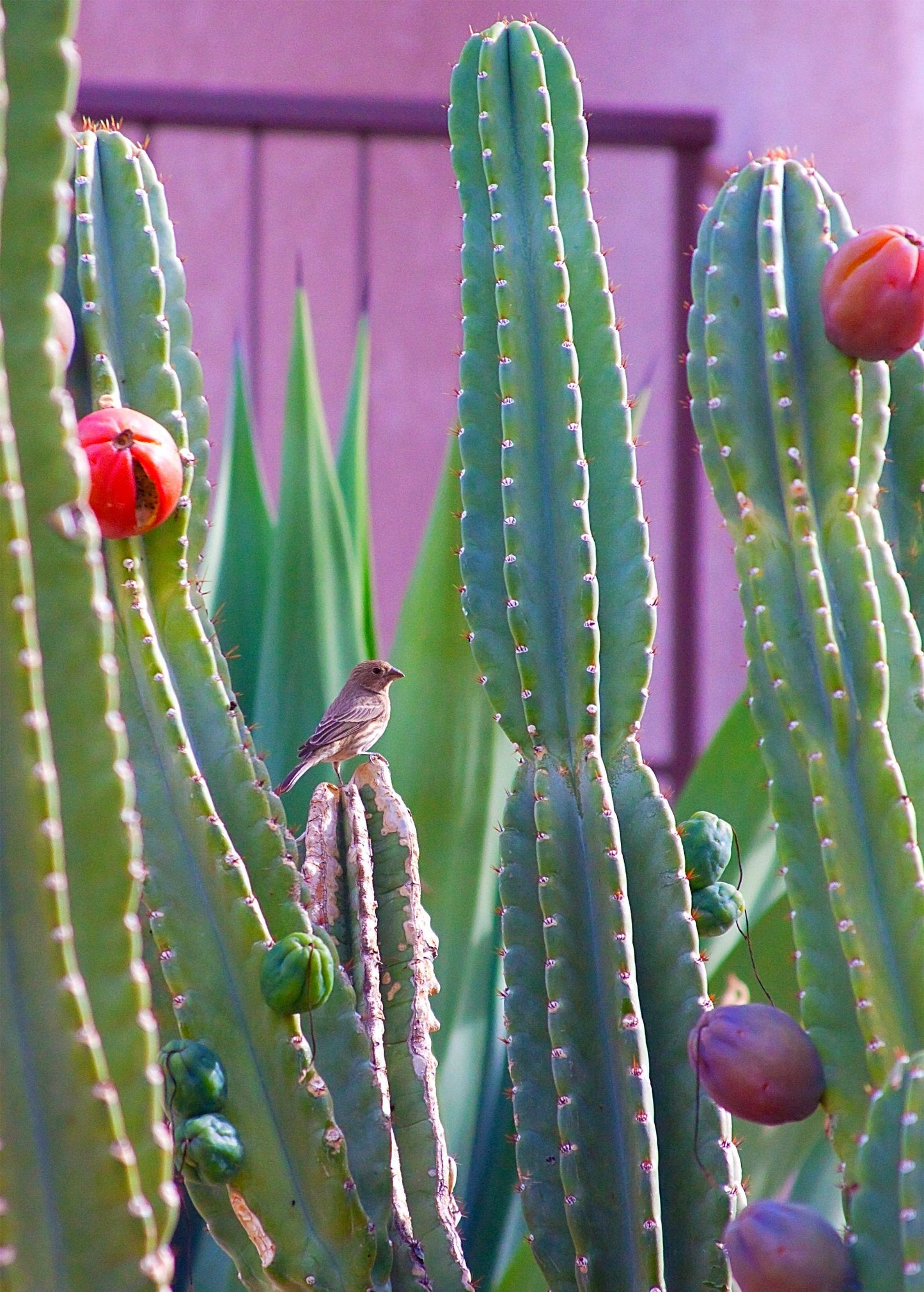 Peruvian Apple Cactus Plant (Cereus repandus)