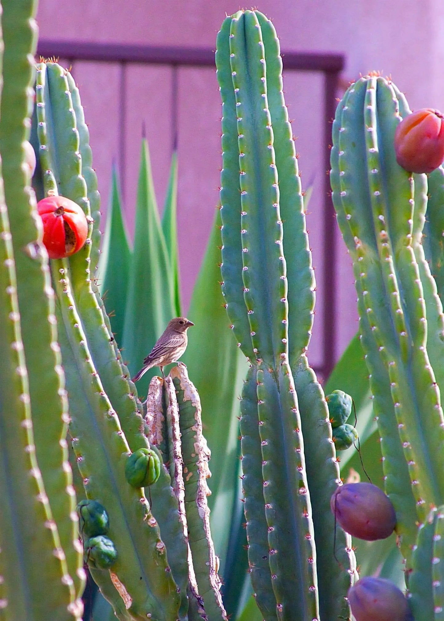 Peruvian Apple Cactus Plant (Cereus repandus) - Tampa Home & Garden Store