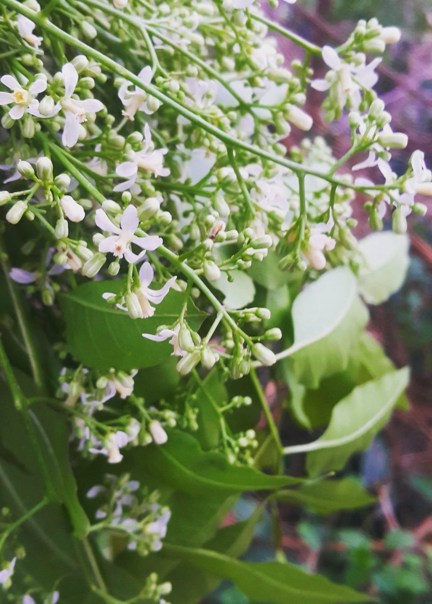 Neem Tree (Azadirachta indica) - Tampa Home & Garden Store