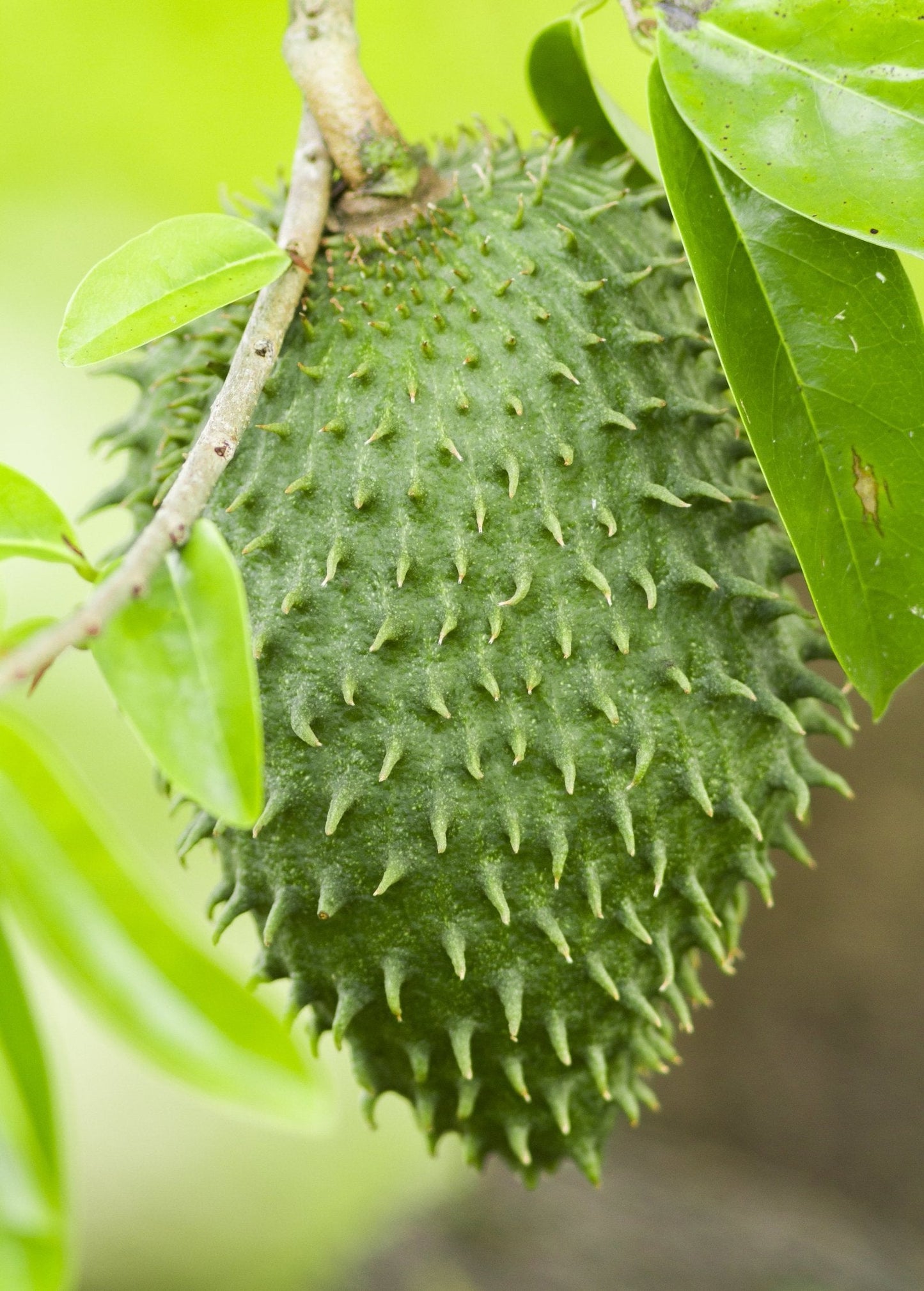 Soursop Tree(Annona muricata)