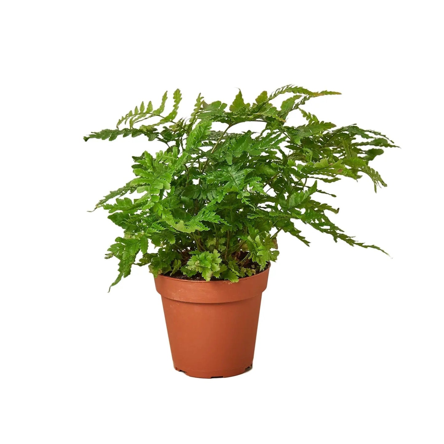 'Autumn' Fern - Tampa Home & Garden Store