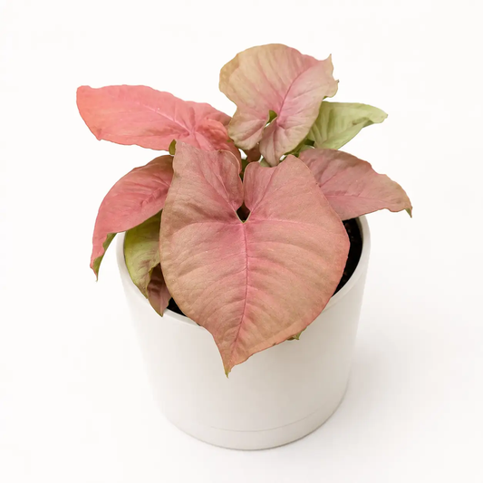 Syngonium Neon Pink plant in white pot, pink leaves, RUNOPLANTS potted houseplant on Tampa Home & Garden Store