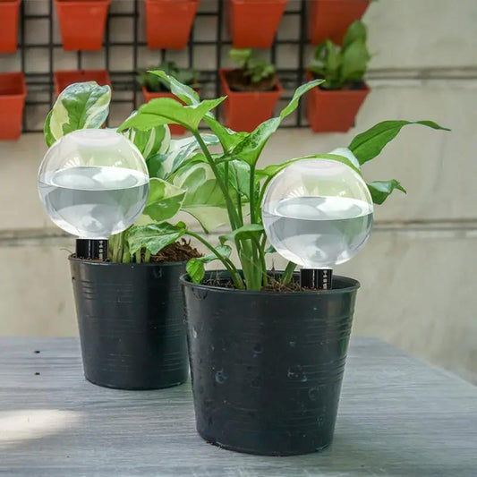 Globe 500ml automatic plant watering bulbs, clear globes with black bases in two plant pots on Tampa Home & Garden Store
