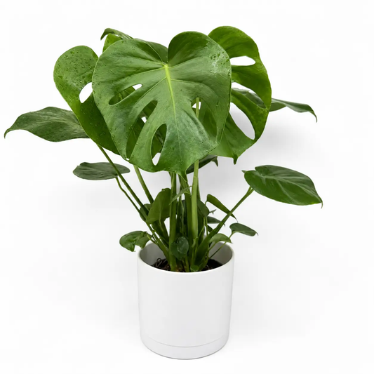 Monstera deliciosa plant in a white pot with large split green leaves, potted houseplant on Tampa Home & Garden Store