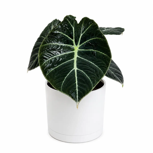 Alocasia Black Velvet plant with dark glossy leaves in a white pot by RUNOPLANTS on Tampa Home & Garden Store