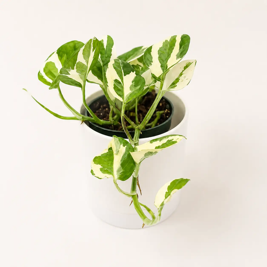 Pearls and Jade Pothos plant with green and cream leaves in a white pot RUNOPLANTS on Tampa Home & Garden Store