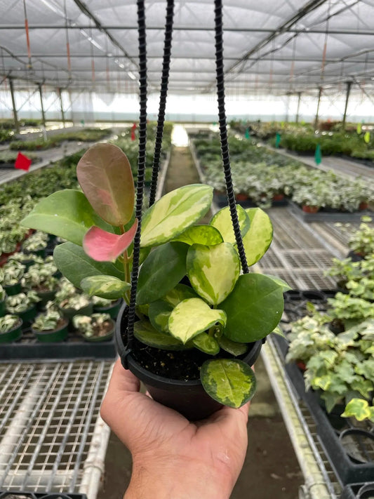 Hoya Lisa variegated wax plant in hanging pot with cream-green leaves and pinkish growth on Tampa Home & Garden Store