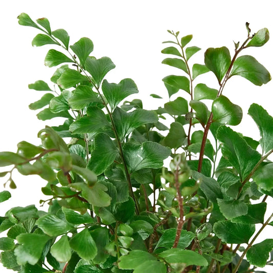 Didymochlaena truncatula Mahogany Fern indoor plant with glossy green leaves on Tampa Home & Garden Store