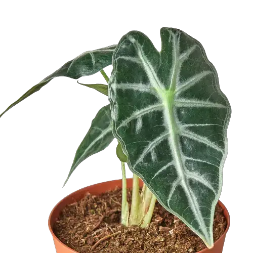 Alocasia Amazonica Bambino plant burgundy back with dark green leaves and veins on Tampa Home & Garden Store