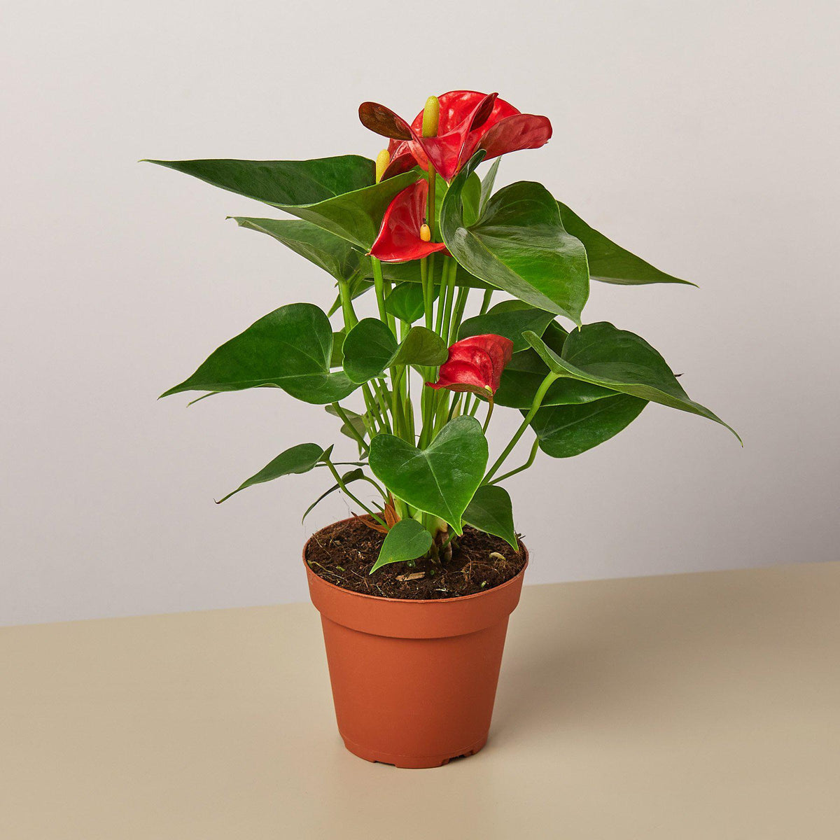 Anthurium Red indoor plant by House Plant Shop with glossy green leaves in a terracotta pot on Tampa Home & Garden Store