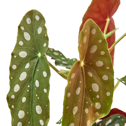 Polka Dot Begonia Maculata 4-inch plant with green leaves and white polka dots on Tampa Home & Garden Store