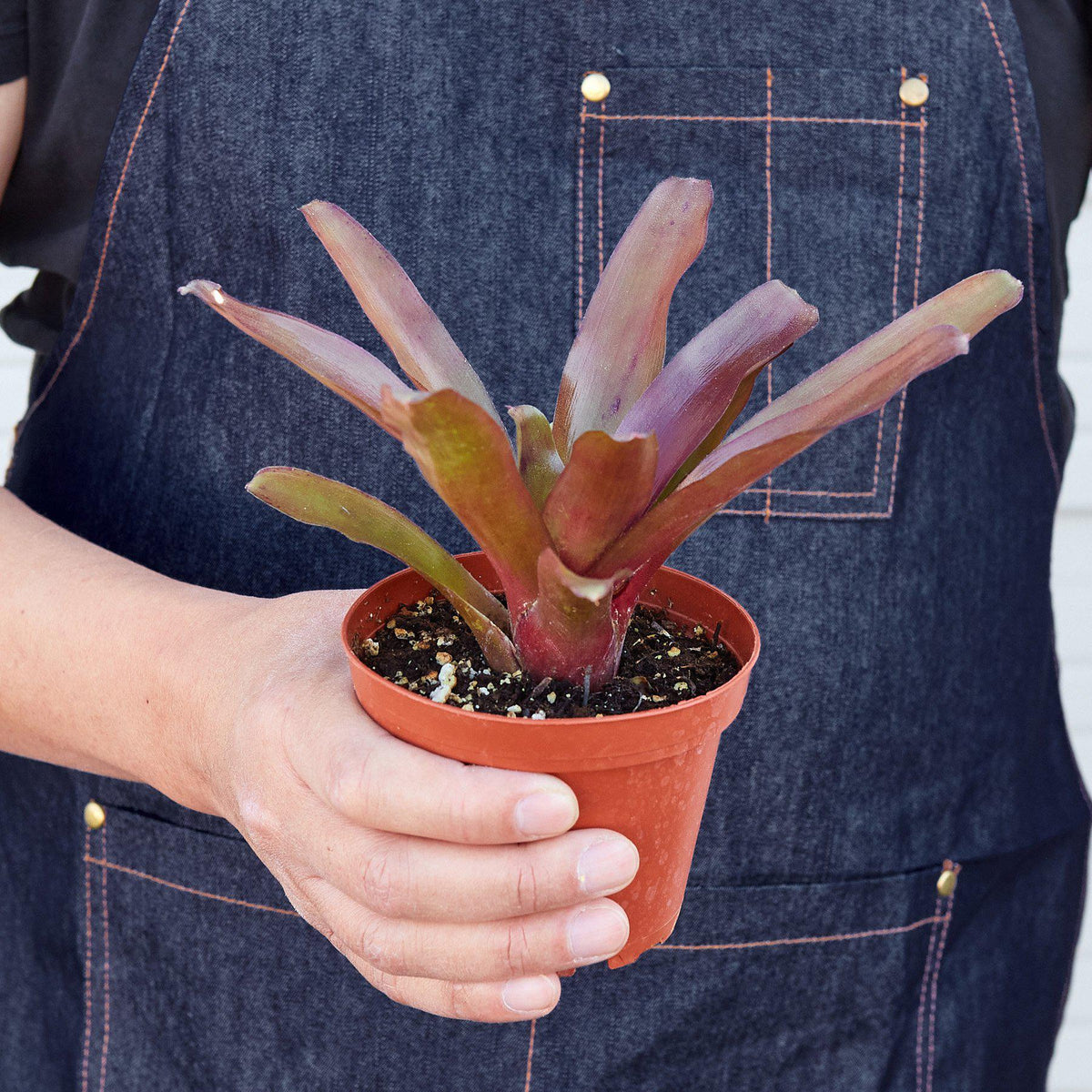 Bromeliad Fireball indoor plant with reddish-purple leaves in a small terracotta pot on Tampa Home & Garden Store
