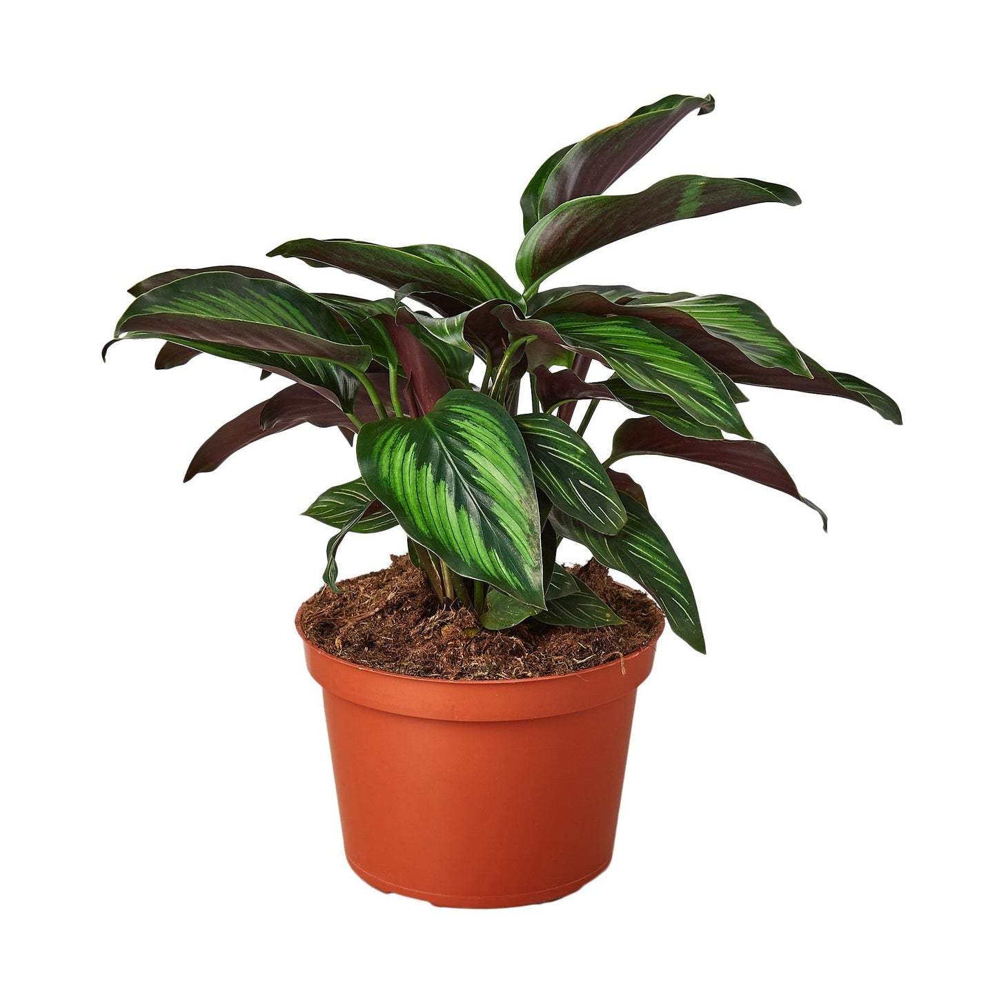 Calathea Beauty Star plant in a 6-inch nursery pot with green burgundy leaves on Tampa Home & Garden Store