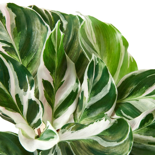 Calathea White Fusion Peacock Plant with green-white variegated leaves, potted houseplant on Tampa Home & Garden Store