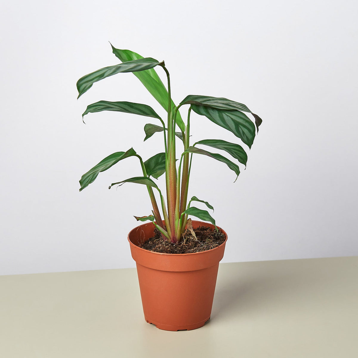 Calathea Grey Star indoor plant by House Plant Shop with green leaves in a terracotta pot on Tampa Home & Garden Store