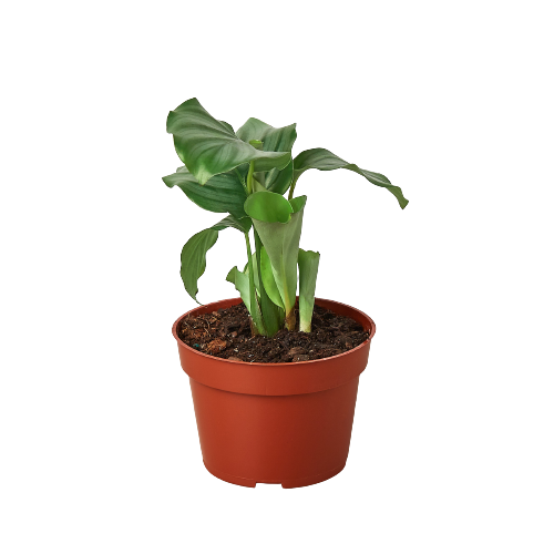 Calathea Orbifolia indoor plant in terracotta pot with broad green leaves Rooted Treasures Farms on Tampa Home & Garden Store