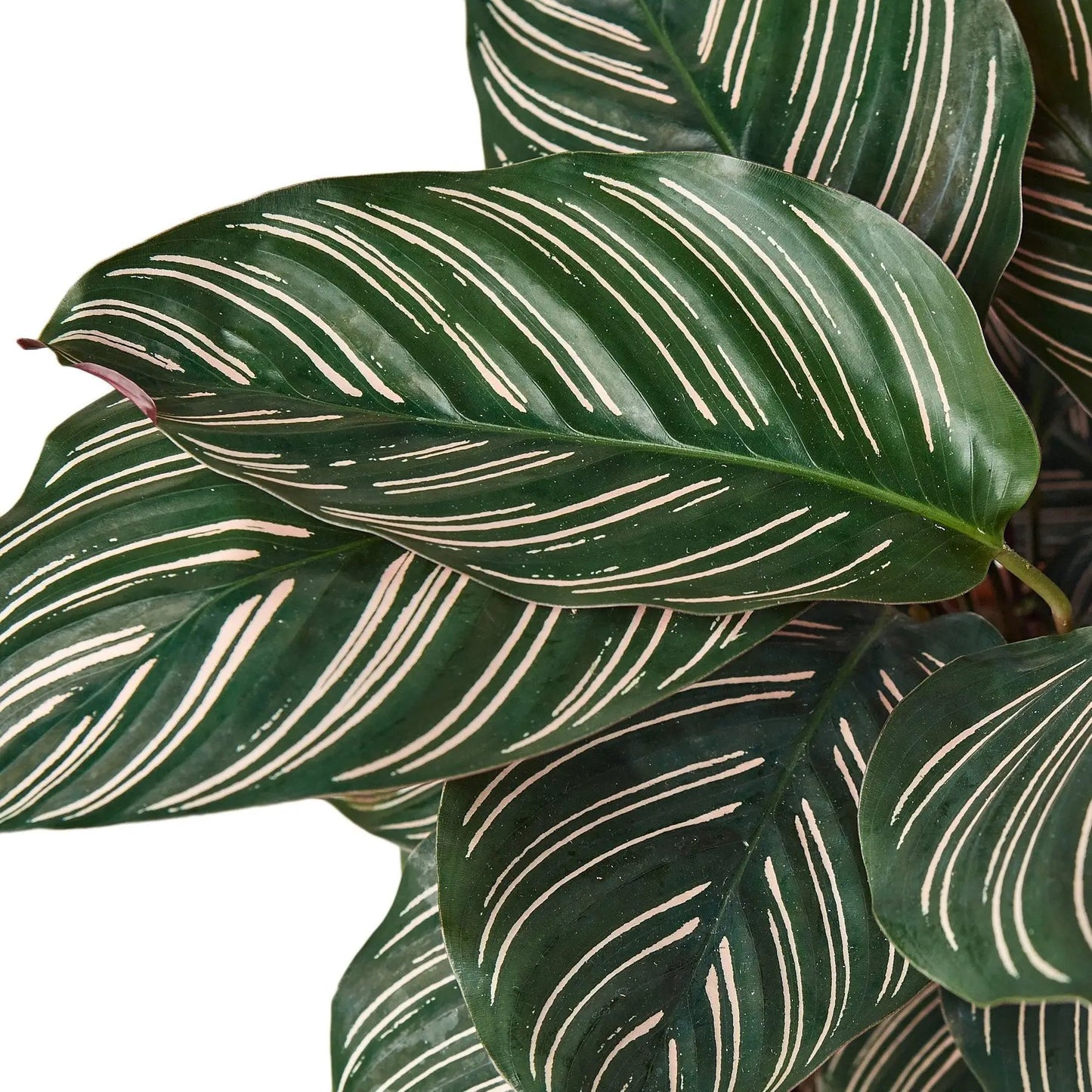 Calathea Ornata Peacock Plant Care