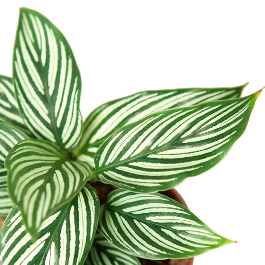 Calathea Vittata Peacock Plant striped green and white leaves potted on Tampa Home & Garden Store