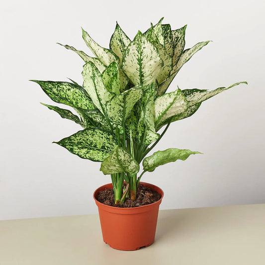 Chinese Evergreen First Diamond Aglaonema plant with green-white speckled leaves in a pot on Tampa Home & Garden Store