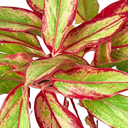 Chinese Evergreen Red Siam Aglaonema plant with red-edged foliage indoor potted plant on Tampa Home & Garden Store