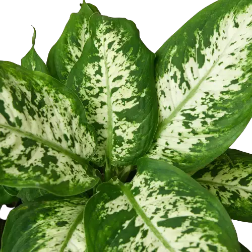 Dieffenbachia 'Tropic Snow' - Tampa Home & Garden Store