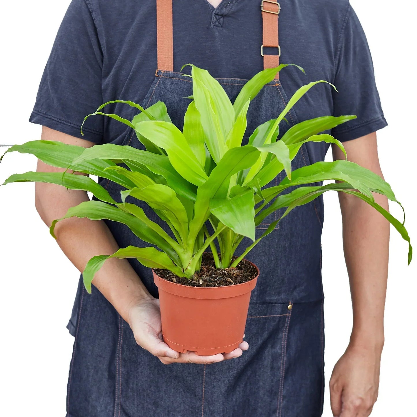 Dracaena Lime Light indoor plant with lime-green leaves in a terracotta pot on Tampa Home & Garden Store