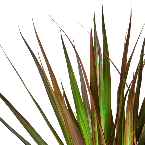 Dracaena Marginata Magenta Dragon Tree Plant with magenta-edged leaves, potted houseplant on Tampa Home & Garden Store
