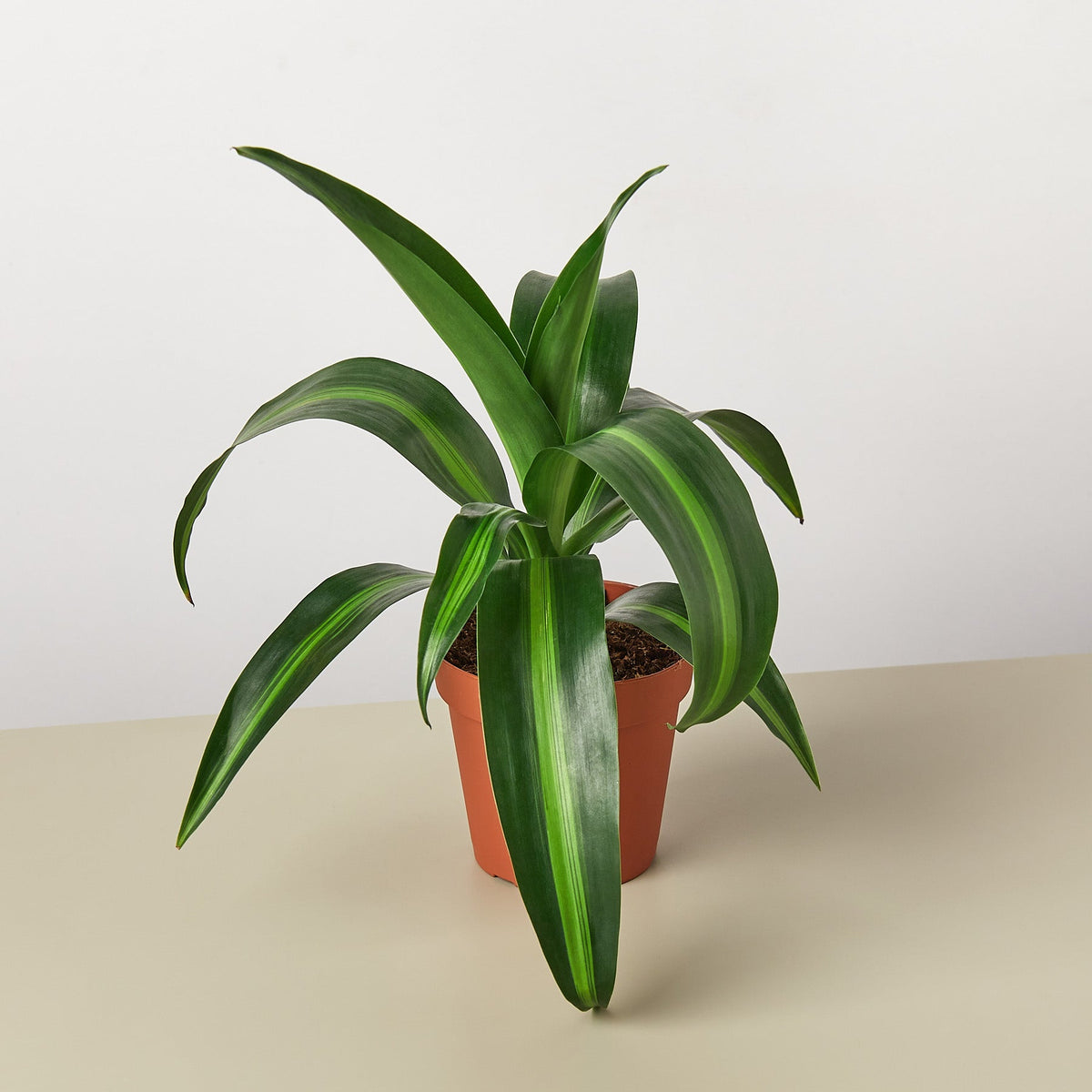 Dracaena Massangeana indoor plant with broad green leaves in terracotta pot by House Plant Shop on Tampa Home & Garden Store