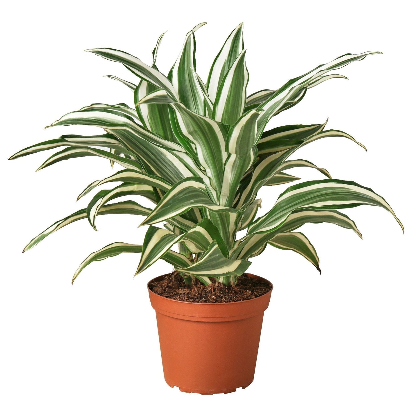 Dracaena Warneckii White Jewel plant 6in nursery pot with green and cream leaves on Tampa Home & Garden Store
