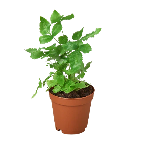 Pteris Cretica 'Albo Fern' plant with green fronds in a brown pot by Rooted Treasures Farms on Tampa Home & Garden Store