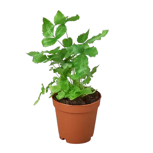 Pteris Cretica 'Albo Fern' - Tampa Home & Garden Store