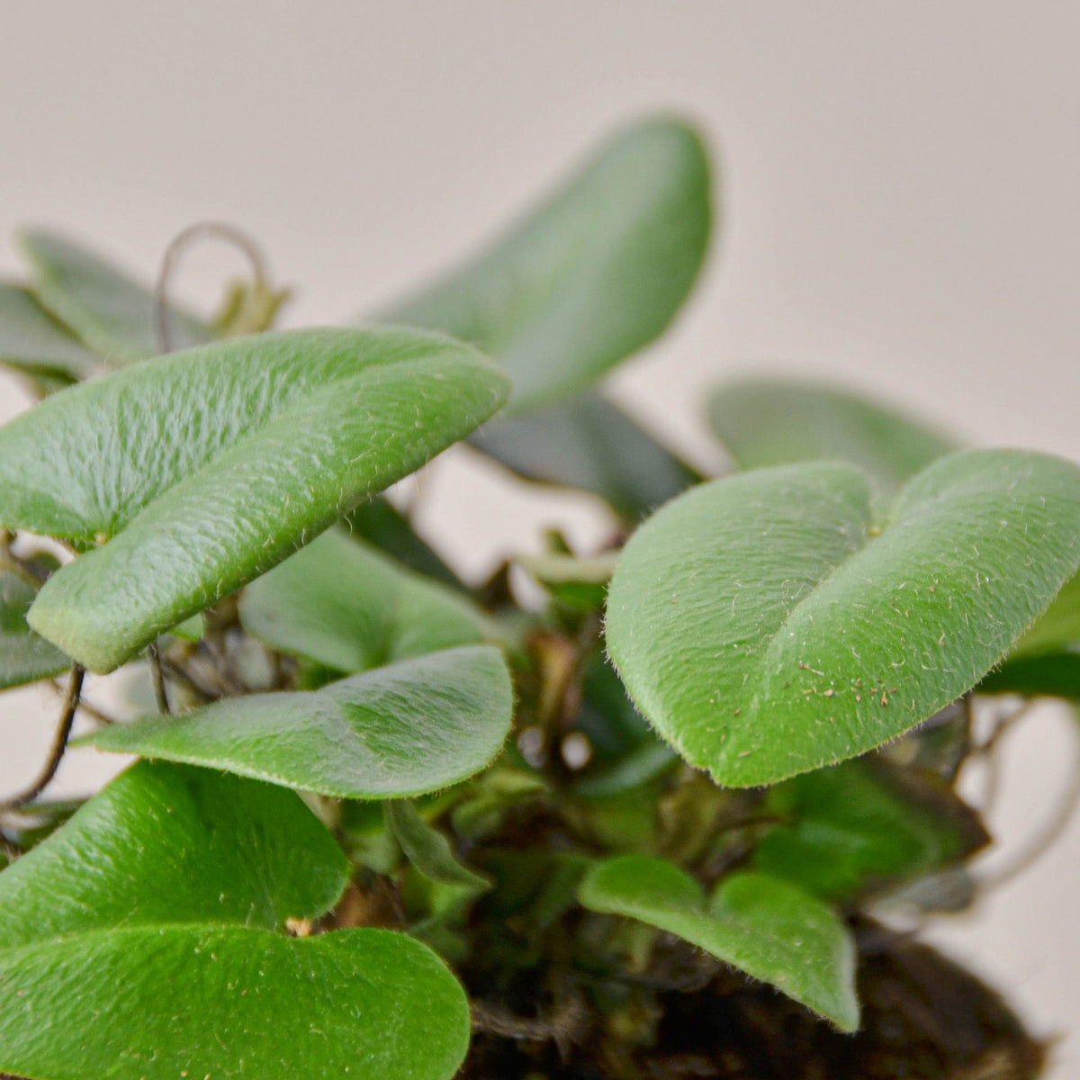 Fern Heart indoor plant with fuzzy green leaves trailing softly on Tampa Home & Garden Store