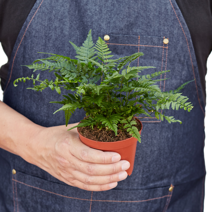 Korean Rock Fern indoor plant in a small terracotta pot held by a person in a denim apron on Tampa Home & Garden Store