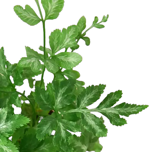 Compact Silver Lace Fern Pteris Ensiformis, 2-in House Plant Shop plant with green fronds on Tampa Home & Garden Store