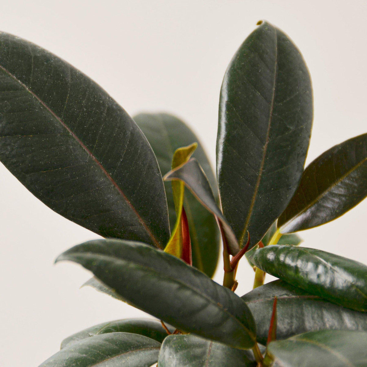 Ficus Elastica Burgundy indoor plant with dark, glossy leaves and red stems on Tampa Home & Garden Store