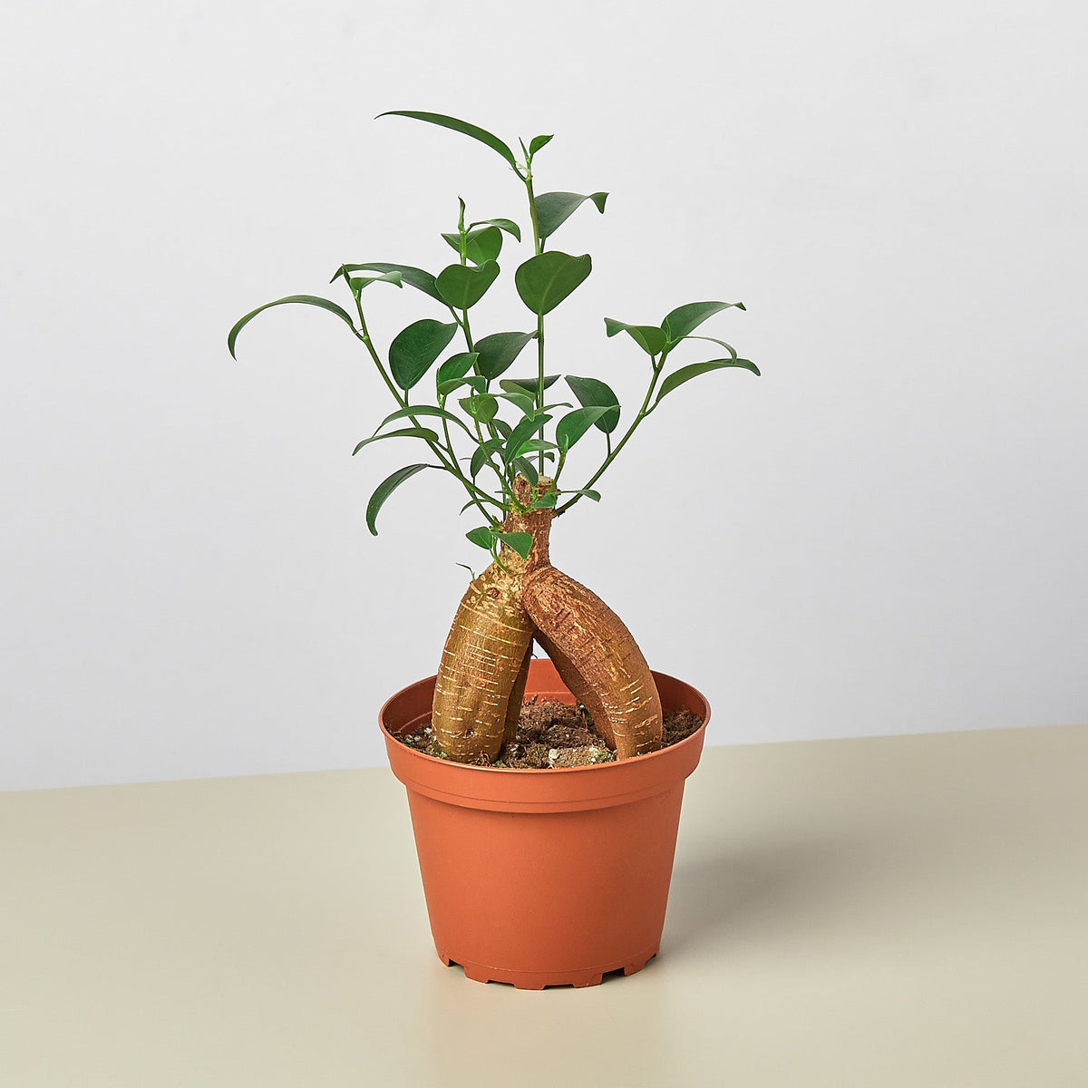 Ficus Ginseng indoor plant with thick braided trunk and glossy green leaves in a terracotta pot on Tampa Home & Garden Store