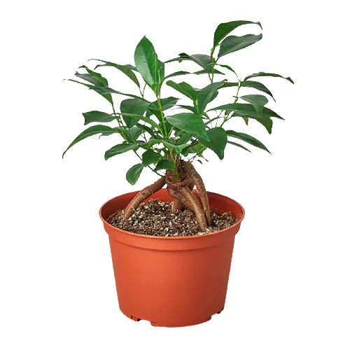 Ficus Ginseng indoor plant with glossy green leaves in an orange pot by Rooted Treasures Farms on Tampa Home & Garden Store