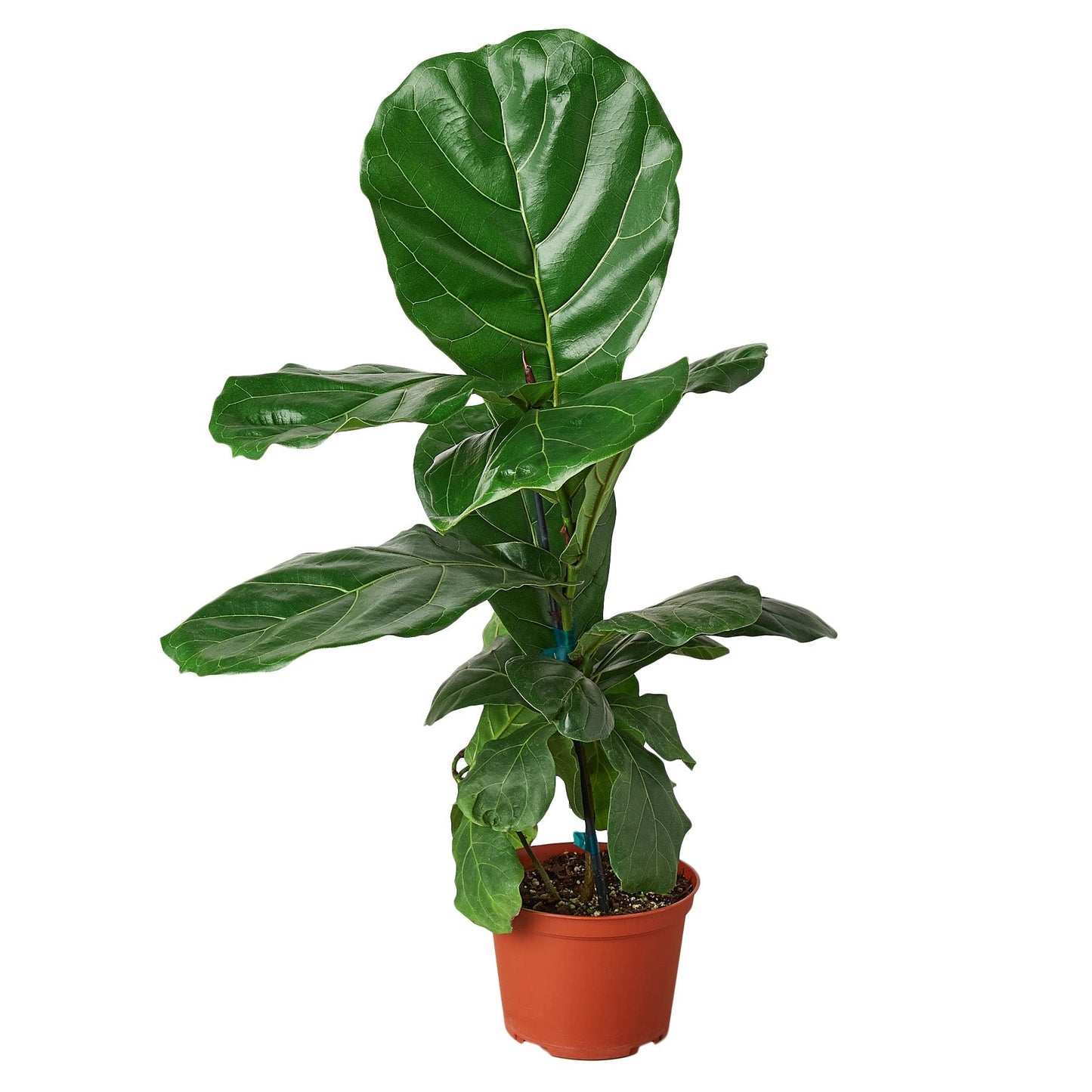 Fiddle Leaf Fig Ficus Lyrata in a 6in pot with glossy dark green leaves Rooted Treasures Farms on Tampa Home & Garden Store