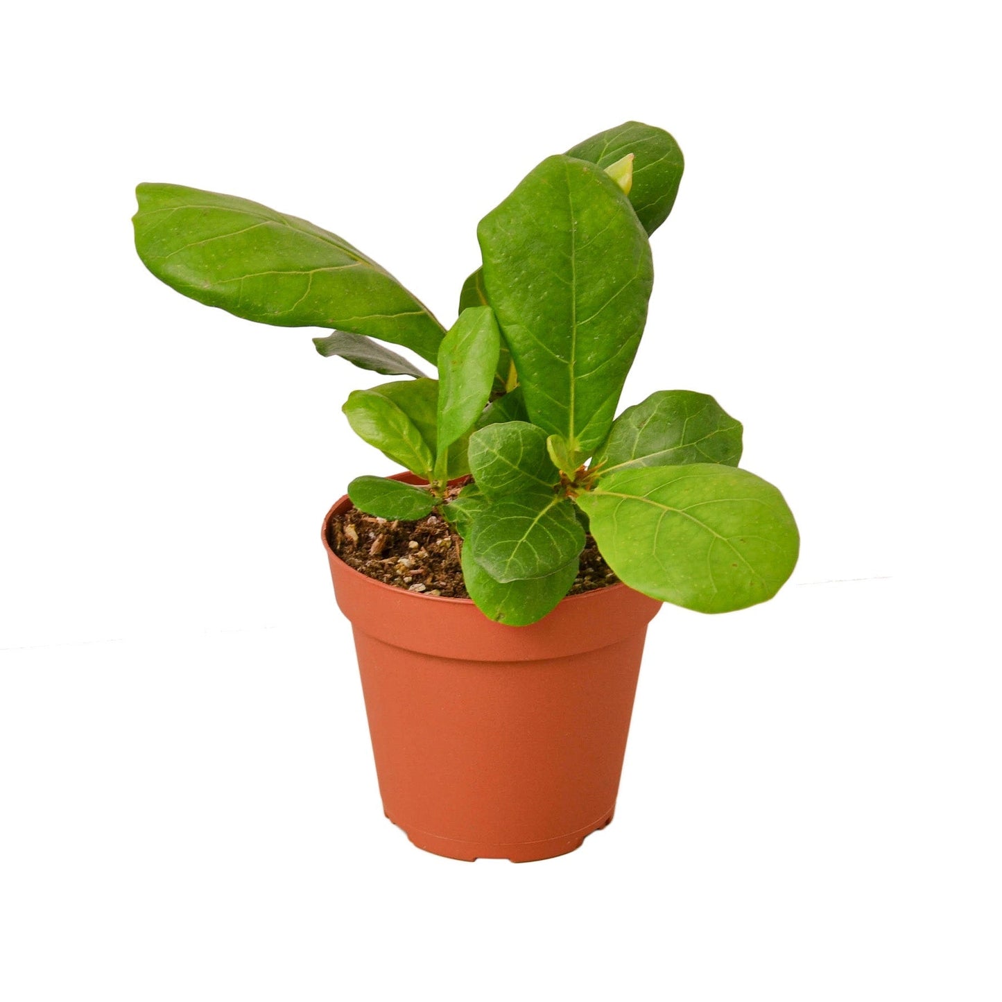 Ficus Lyrata fiddle leaf fig in 4in nursery pot indoor plant by Rooted Treasures Farms on Tampa Home & Garden Store