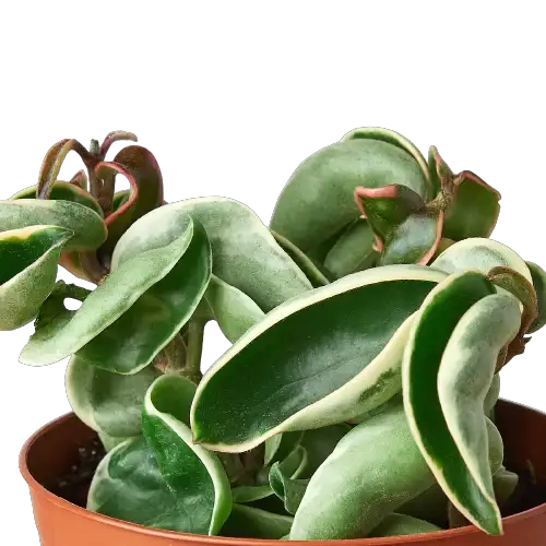 Hoya Hindu Rope Variegated 4-inch plant in terracotta pot with green leaves on Tampa Home & Garden Store