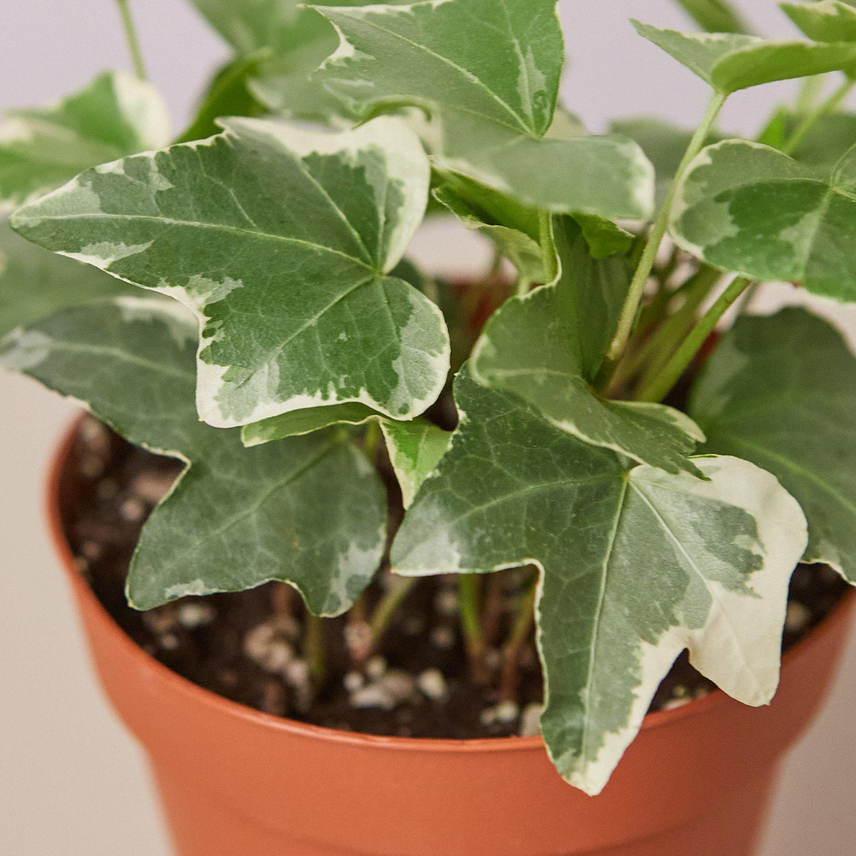 English Ivy Glacier indoor plant variegated green and cream leaves in terracotta pot on Tampa Home & Garden Store