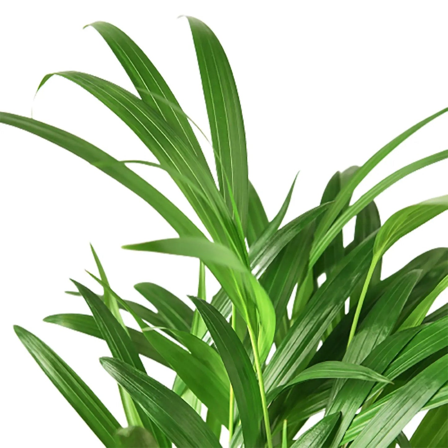 Areca palm indoor plant close-up of green Dypsis fronds, potted houseplant on Tampa Home & Garden Store