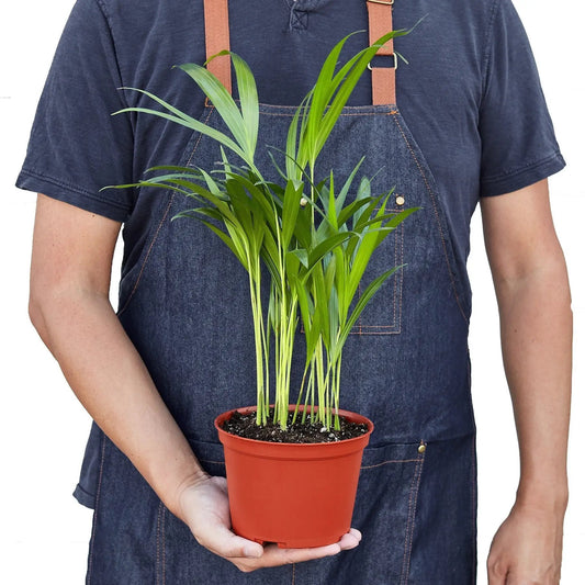 Areca palm indoor plant with multiple green fronds in a terracotta pot on Tampa Home & Garden Store