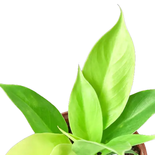 Philodendron 'Moonlight' - Tampa Home & Garden Store