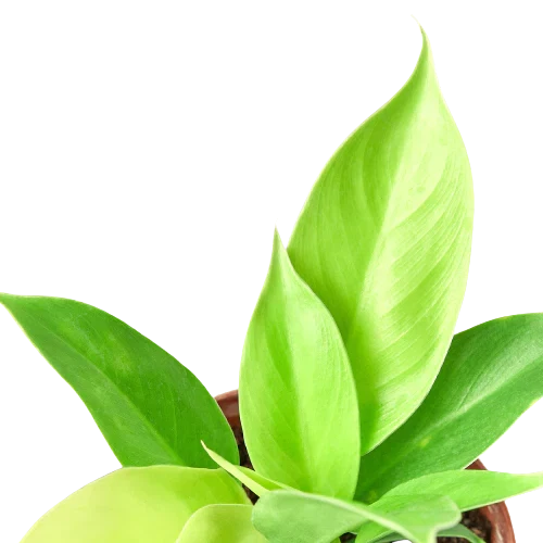 Philodendron Moonlight 4in plant with lime-green leaves in a pot on Tampa Home & Garden Store