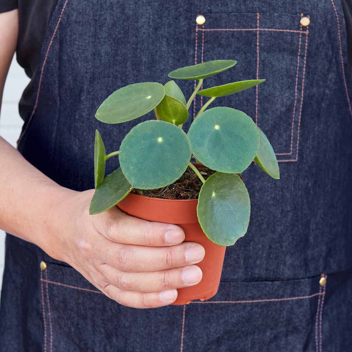 Pilea Peperomioides indoor plant with round coin leaves in terracotta pot by House Plant Shop on Tampa Home & Garden Store