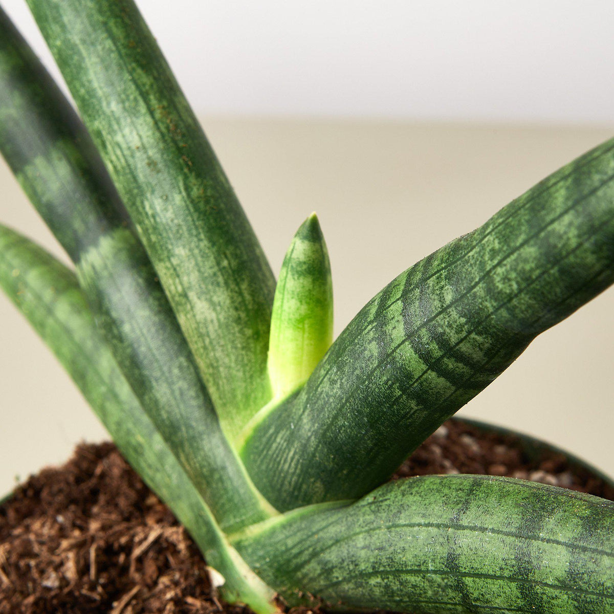 Snake Plant Starfish indoor plant with variegated green leaves in a pot on Tampa Home & Garden Store