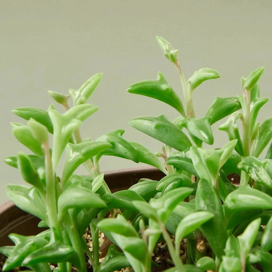 Succulent String of Dolphins plant, variegated green leaves on compact stems from House Plant Shop on Tampa Home & Garden Store